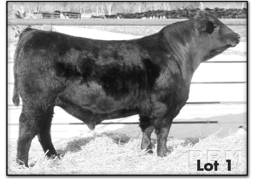 exacto 416 BLaCk CrySe of Conanga 204 BLaCk CaLa of Conanga 5203 if you like big middle easy fleshing, good doing big number cattle this sire group is for you. 1 RBM FOCUS Z02 tag#: x010 reg.