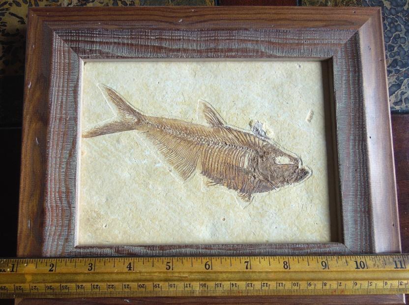 #5 Framed Wyoming Fossil Fish: Diplomystus Donated by Richard