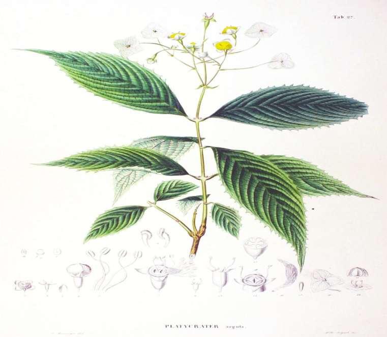 Hydrangea sectio Asperae H.
