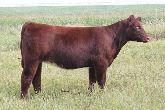 .. MEPD: 24 Registered MaineTainer / Registered Shorthorn LOT... 17 LOT 16 Here we go... Success!!! Bright colored, stout featured, bone and hair, your going to like this one.