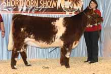 .. MEPD: 24 Registered MaineTainer / Registered Shorthorn A sister, or full sister to numerous champions and show heifers sired by several of the breeds leading sires.