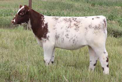 Out of a sure-fire cow family, you have an opportunity to own some of VALLEY OF LOVE COW FAMILY SULL Temptress Mirage, dam of Lot 18. LOT... 18 LOT... 19 Kroupa Valley of Love 945, dam of Lot 19 & 20.