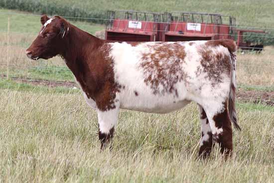 .. 26 LOT 25 A daughter of a Denver champion produces a future champion for you. The Margie cow family needs no introduction to the Shorthorn breed.