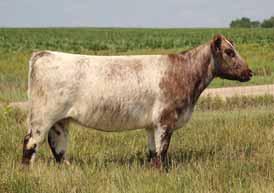 In the photo you will notice that the Lot 25 female, with all her genetics, has blended into one complete beast.