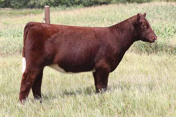 .. MEPD: 28 Registed MaineTainer / Registered Shorthorn Full sister to the Simple Choice s 2014 high selling female. LOT.