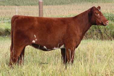 This heifer s mother is the dam of numerous high sellers that have both won shows and gone on to out produce themselves as she has.