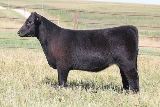 STOCKMAN COW FAMILY LOT... 32 SULL Blue Baby 2001, a maternal sister to Lot 32 & 33. LOT 32 32 KANE WW STOCKMAN 03.15.15 Tattoo: 12C Reg. # *xar4221330 KANE WW STOCKMAN 33 03.14.15 Tattoo: 769C Reg.