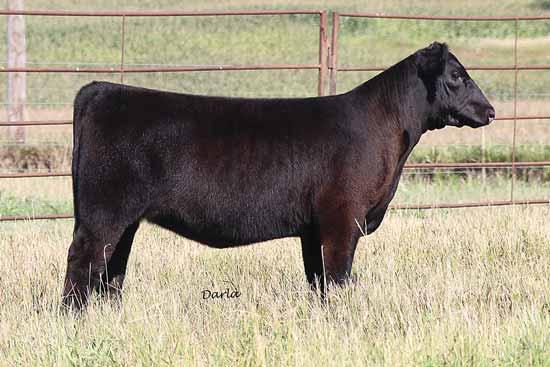 .. 33 Only because Billy Beckler s constant search for superior genetics occurs do we offer these two great females.