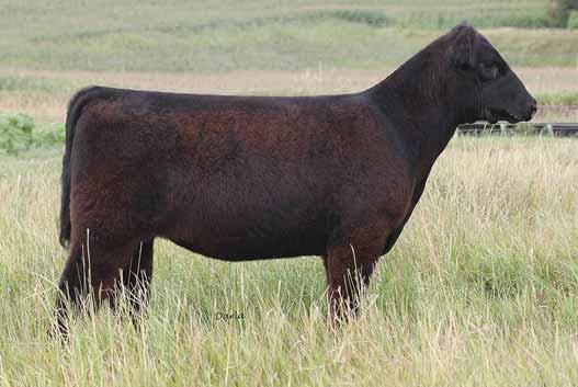 caused quite a stir. DUNK s Ringer was a division winner in the 2012 Shorthorn Junior National ShorthornPlus Show. She then went on to win Supreme Female at the Nebraska State Fair.
