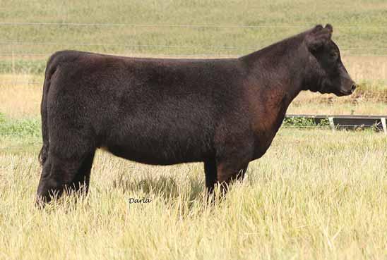 Love this heifer for her depth and her overall complete design. Has more than enough power and pizazz to compete as a MaineTainer or a Crossbred in the big rings.