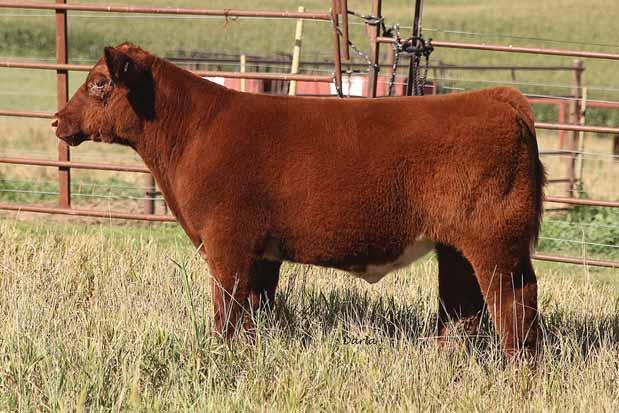 STEERS 42 RICK April 2015 Unstoppable x Foxxy 43 116 March 2015 Unstoppable x Foxxy 44 641C March 2015 ShorthornPlus I80 x AA Lady Cornerstone 641 45 85 March 2015 PB Shorthorn CYT