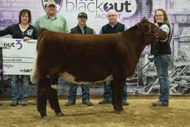 SULL Red Reward x SULL Temptress Mirage Maternal sibs to the Junior National Class Winner