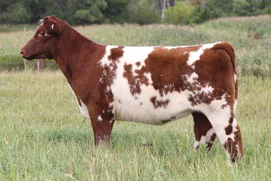 .. MEPD: 20 Registered MaineTainer / Registered Shorthorn LOT... 3 LOT 2 An aged female out of the herd stand-by donor, 1J.
