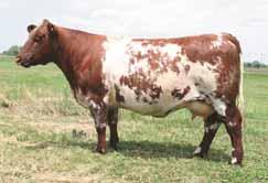 This cow continues to dominate in all facets of the industry. She was extremely fertile in her prime, has out produced many, and has won as many banners in the history of Simple Choices as any.