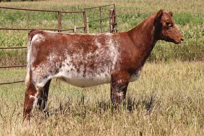 323 # *x4221282 CF TRUMP X WR4 RODEO CUMBERLAND 3R52 CF SOLUTION X AF SL MIRAGE 226 BEPD: 4.9... WEPD: 63... YEPD: 84... MEPD: 16 LOT 10 This female is looking for a good home!