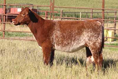 More than enough soundness to make an awesome yearling that has all the look and pizzazz her mother was known for. LOT 11 The cow of the group, that will show with any april heifer in the land.