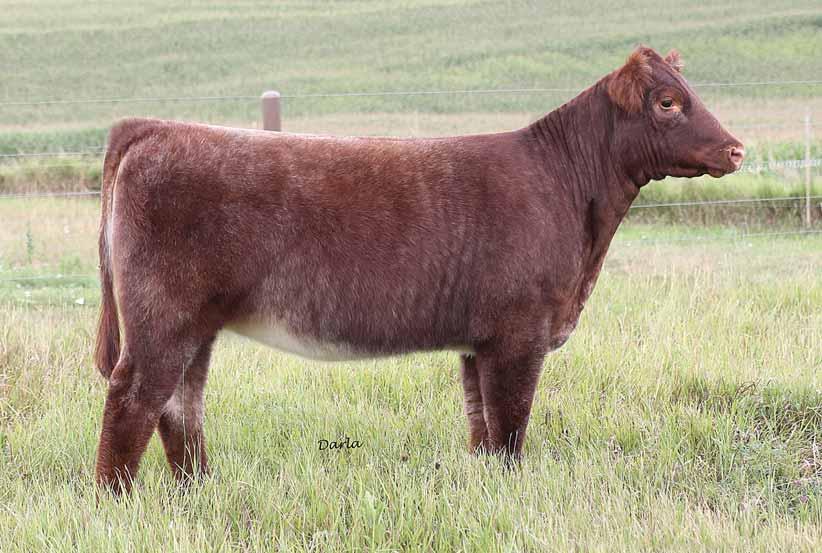 I love this female for her extra feminity and design at the ground. The cherry on top kind of female that will perform as a great show heifer and future donor with that extra clubby kick. LOT.