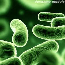 Prokaryotic microorganisms Often the cause of human and animal disease Found almost everywhere 4 Basic shapes 1. Cocci (sphere) 2.