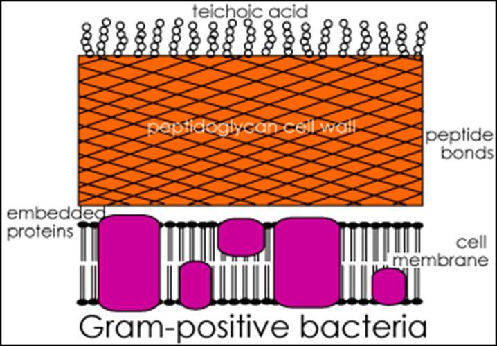 Outer membrane protects bacteria from several antibiotics Most