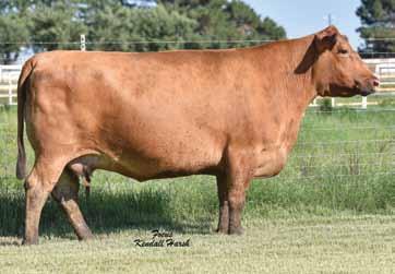 61 93CH MS CHAIN 4201 Cow/Calf Pair Reg.#1690388 Category: B 99.8% AR 0.