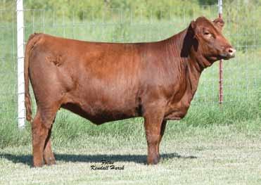 Fall Open Heifers We are proud to have the opportunity to offer genetics from Lone Wolf Ranch.