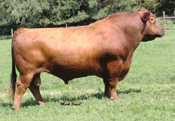 107 WO RED ROBO 0104 Bred Cow Reg.