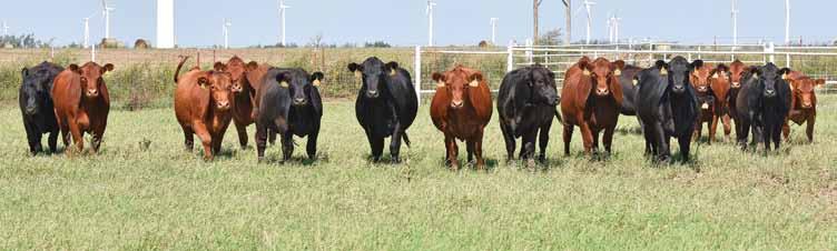 Commercial Females All commercial lots will sell in groups of 5-10 with option to roll entire lot 130 50 COW/CALF PAIRS Mixed-aged Chain Ranch-raised