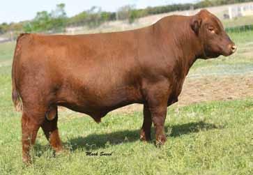 Calves AI-sired by Damar Redeeming C618 and cleaned up with Fusion Sons.