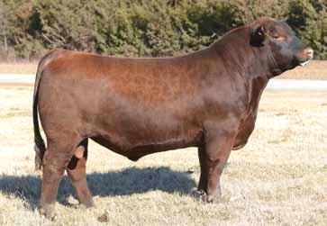 133 25 BRED HEIFERS Fancy set of Northern Origin heifers bred to LBW halfblood Aberdeen bulls. Due to start calving Feb. 1 for 90 days.
