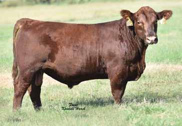 NWSS Pen of 3 Bulls We don t go to the NWSS with a pen unless it s something special, and folks, I think we have produced something pretty special with this group of full sib brothers.