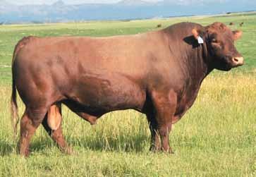 These guys can come home from the National Western and add value and style to any program. We are selling ½ interest and walking rights on our NWSS pen of Red Angus bulls.