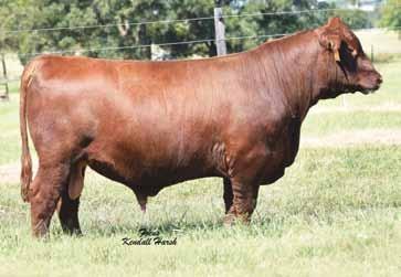 Gilchrist let it slip that he had semen on LSF SRR Grand Prairie 7039E. We are going to flush Windsong this Spring to Grand Prairie and are offering three eggs with a guarantee of one live calf.