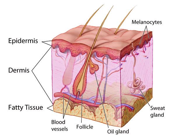 How the Skin Ages On the skin's outermost layer - the paper-thin epidermis - old cells continually die, flake away, and are replaced by younger cells that rise up from the lower epidermis.