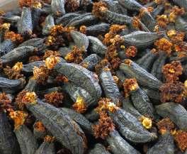 COCOON CUT versus BUTTERFLY CUT: PROCESS DESCRIPTION The following compares the two most popular sea cucumber processing methods, Cocoon Cut and Butterfly Cut.