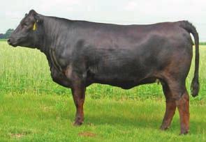Simmentals Nice balanced Irish Whiskey daughter. Club calf buyers take a look. Biff will make a great cow with a beautiful udder and be extremely sound moving.