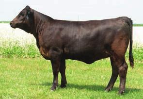 U136 BW: 86 Wesner Livestock Enterprises U136 is a full-sib to WLE Power R784 the Grand Champion Percentage bull at the 2006 Simmental Breeders Sweepstakes