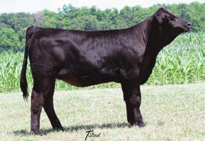A maternal sib was purchased by TX Enterprises in DIM 07 and has done well in the show ring for them. CNS Sheeza Keeper U801 5 2.