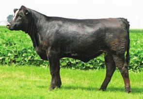 C Bar Cattle Co. & Black Diamond Cattle Co. Not everyday you have the opportunity to acquire a SimAngus female like T779.