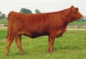 Simmentals Hot Flash is sound and deep. She s a maternal half sister to our past herd sire Bad Habit.