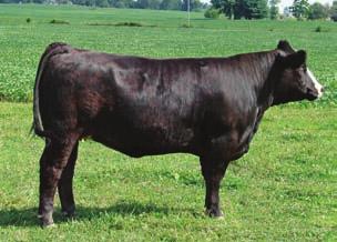 She will make an awesome cow. Bred to half blood bull CCC Explorer (1407-Hollywood Queen) Full sister to 3T. AI d to Triple C Explorer on 5-02-08. Due. 2-12-09. Design 41 42 44 1.