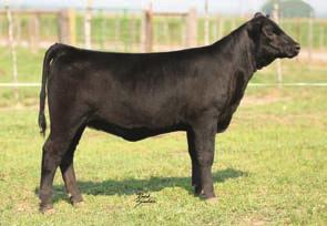 exhibit around Indiana shows and be highly competitive look up the Raven full sister s.raven is siring great show heifers and these will be no exception.