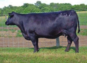 Moon Shadow is a great producer with daughter in production in Kansas and Illinois. N305 has produced four calves with all being heifers.