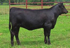This show and brood cow prospect also is a Special Design daughter. Craft Juanada 316-827 6 3.