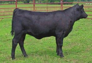 daughter that we consider to be out of the best 2 year old on the place. This one has cow prospect written all over her. Craft Juanada 358-804 7 1.