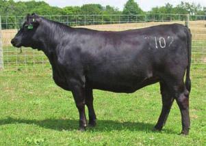 real cow prospect here. This heifer is also from the very same Juanada cow family that produced OCC Anchor. She has 3 great females sired in 3 generations in New Design 878, Ideal 1418 and Rainmaker.