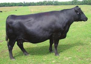 Simmentals, Goff and Walter 886T is best described as just stout from end to end. Her mother is one powerful Emblazon daughter and her grand dam 929F how could this get any better.