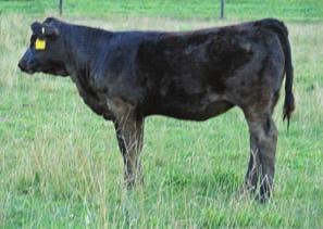 a flush from our Power Donor Double D Blk Chyna. The list of great cattle continues to grow just to name a few Chyna Marie, Chyna Priceless, Blended Whiskey and Bar CK Dominator.