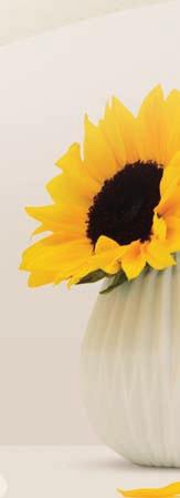 skin. Moisture barrier for baby s skin Sunflower seed oil is derived from the seeds of the sunfl ower plant.