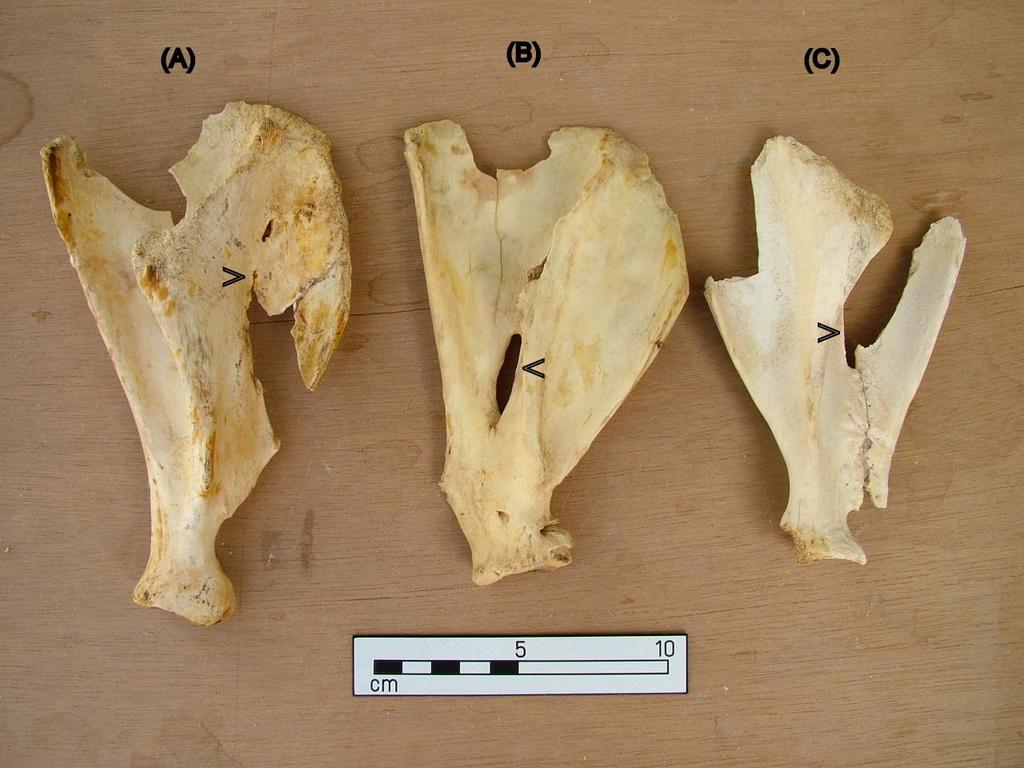Figure 4: Pierced and healed pig scapulae, Tell el Amarna At some later time these animals were killed for food, and the bones have typical cut marks for disarticulation and the filleting of the meat.