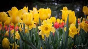 Daffodils are members of the Narcissus family. Daffodils originated in south west Europe.